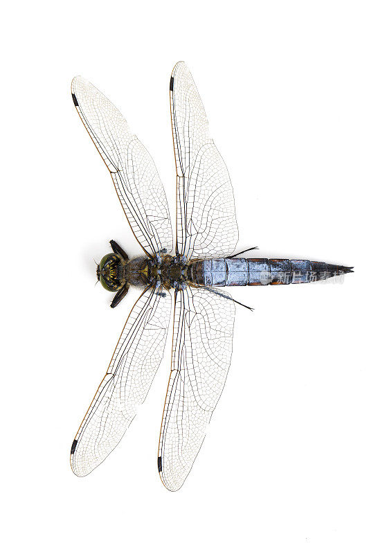大蓝蜻蜓(Libellula depressa)孤立在白色上